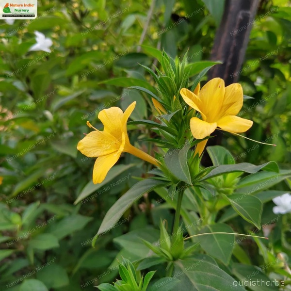 Barleria prionitis flower6.jpg